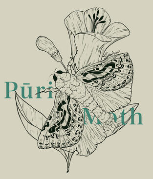 Puriri Moth